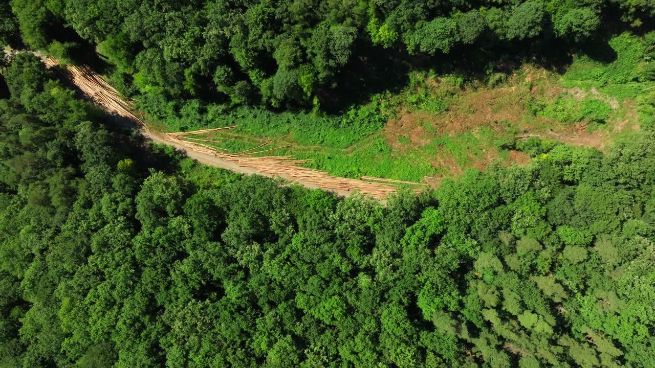 Aerial View of Deforestation and Logging in a Green Forest