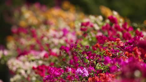 colorful flowers blooming in a garden setting