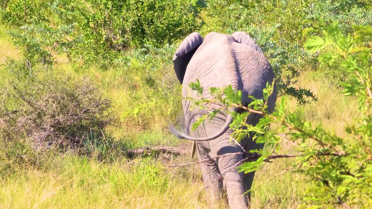 성인 코끼리는 덤불과 잔디를 가로질러 고 나서 자기 위에 진을 던지고 귀를 흔들고 있습니다.