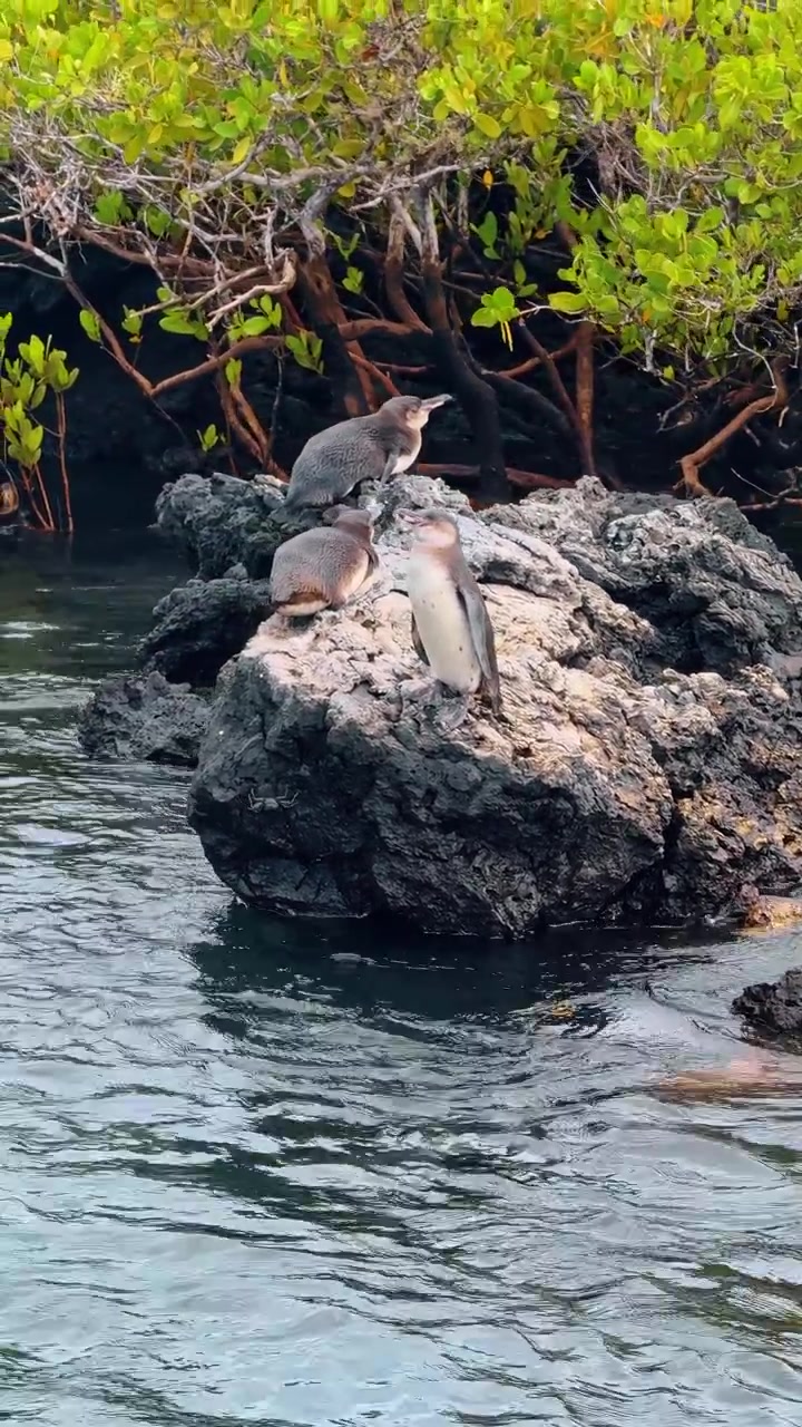 Gruppo di pinguini che riposano su rocce laviche nere, Isabela, Galapagos. Tre uccelli marini endemici sono appollaiati su un masso vulcanico vicino a cespugli di mangrovie verdi e acqua dell'oceano increspata.