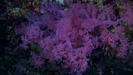 a la deriva alrededor de coral blando púrpura en el arrecife de coral tropical