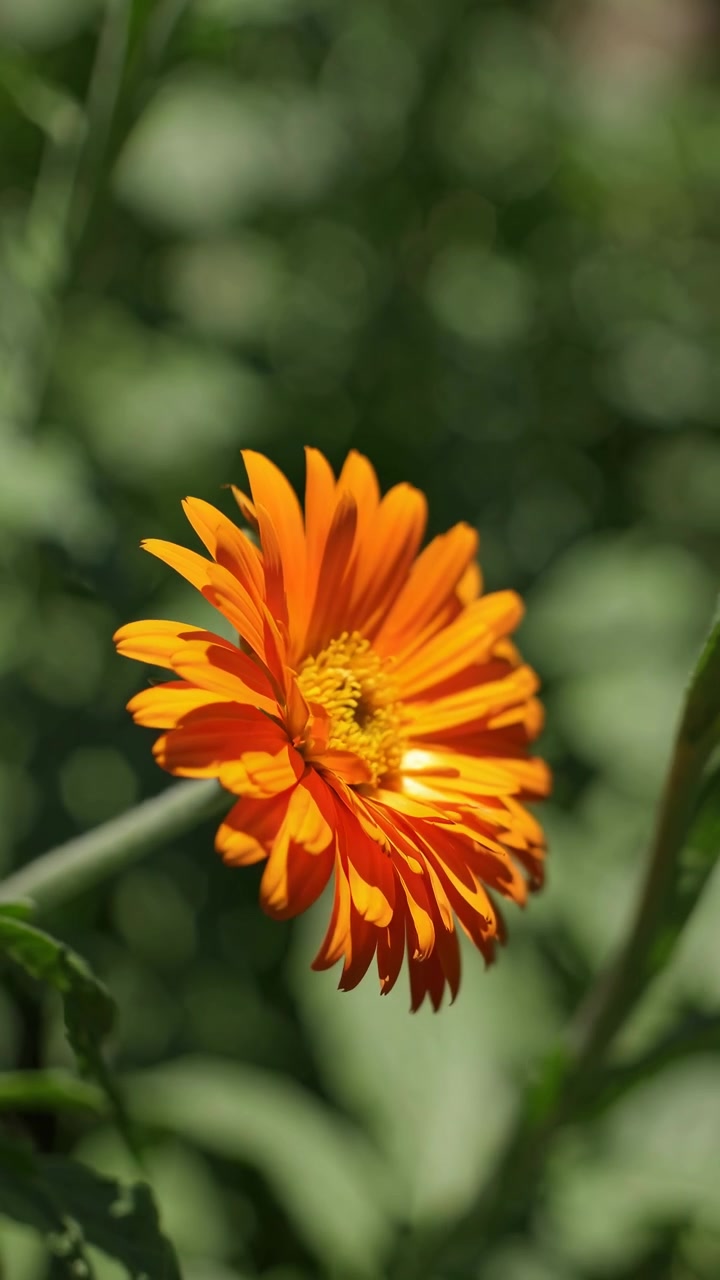 Fiore di calendula arancione vivace che ondeggia nella brezza