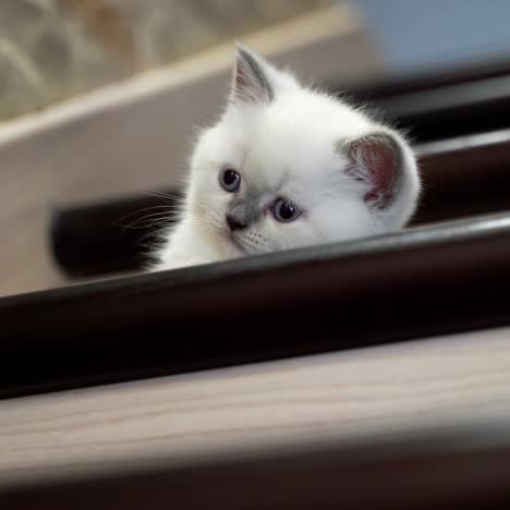 cat sitting on the stairs