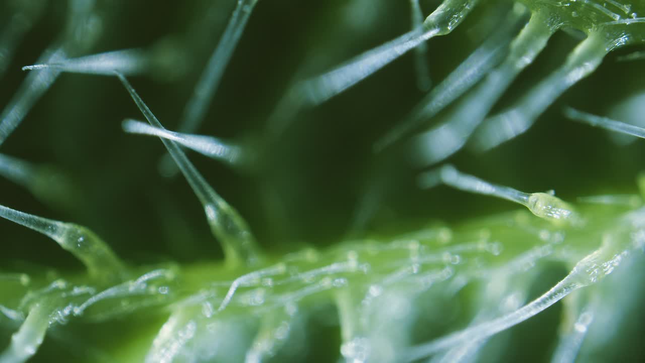 Stinging nettle leaf needles under microscope dark field view