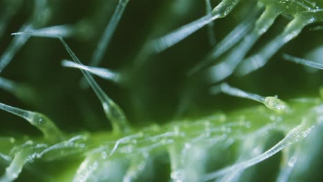 stinging nettle leaf needles under microscope dark field view