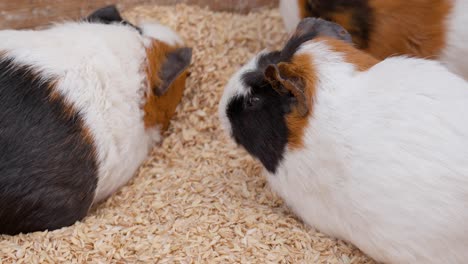 group of funny guinea pigs chewing grains sitting on husks - close-up