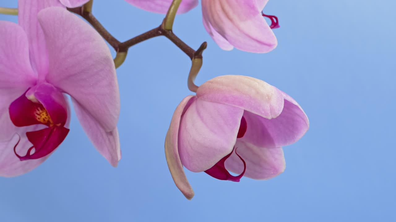 맥로 타임 스 오키디 꽃이 파란색 배경에 꽃을 피우고 있습니다.