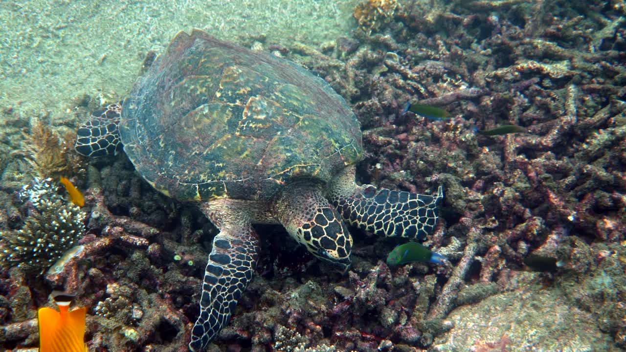 호크스빌 해조류는 천천히 태양빛을 통해 푸른 물에서 헤엄쳐 산호초에서 먹이를 찾으려고합니다. 야생 동물에 스쿠버. 수중 해양 생명 야생에서 열대 해조류.