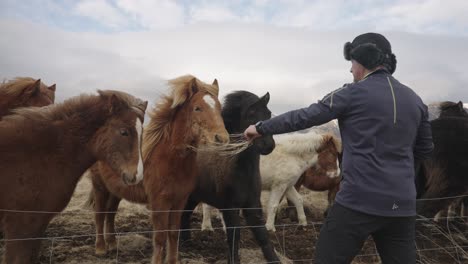 winter scene in iceland, where a man bonds with a black and brown horse by petting it and feeding it