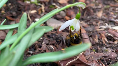 Makroaufnahme-Einer-Erntenden-Hummel,-Die-Im-Frühling-An-Einer-Weißen-Lilienblüte-Hängt