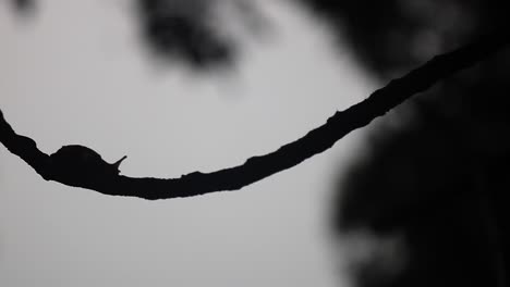 silhouetted snail crawling in tree branch during dusk