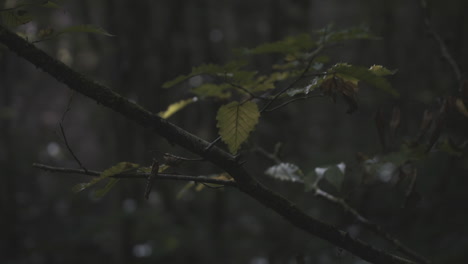 Feuilles-dans-un-sous-bois-forestier---Leaves-in-a-forest-undergrowth