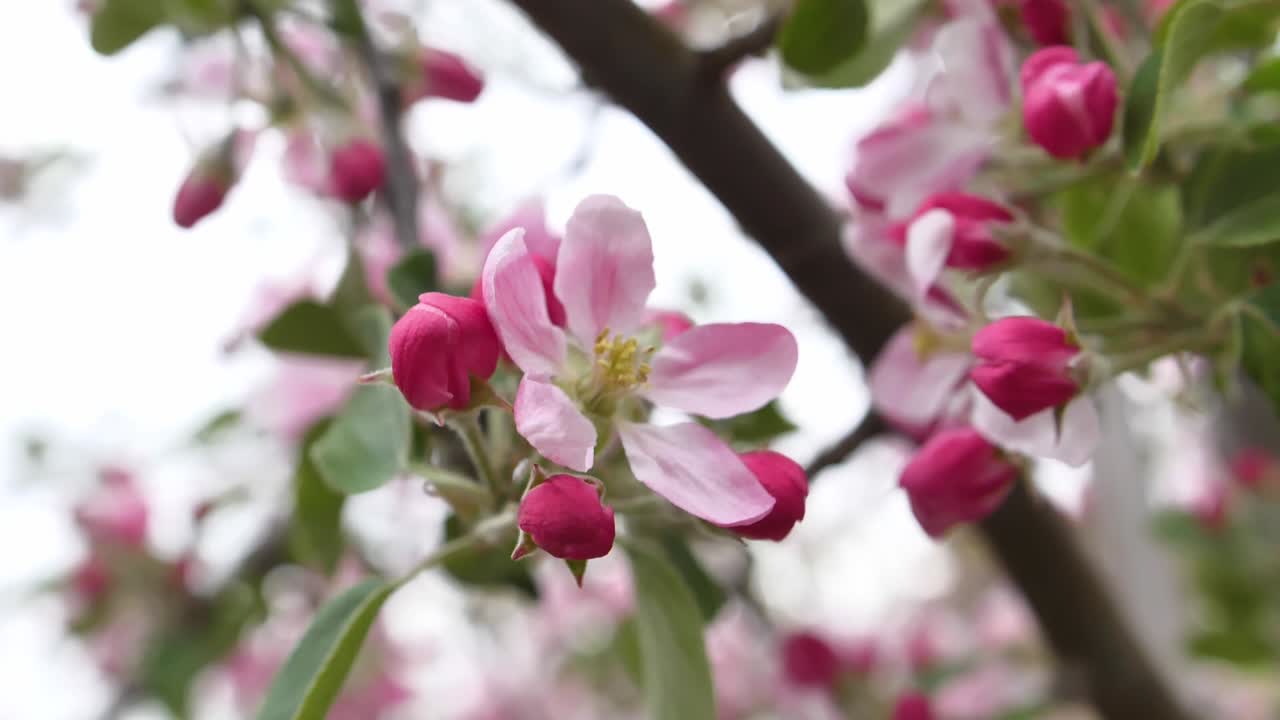 cerca de flores rosas de manzanos braeburn en mayo en una granja en el sureste de inglaterra