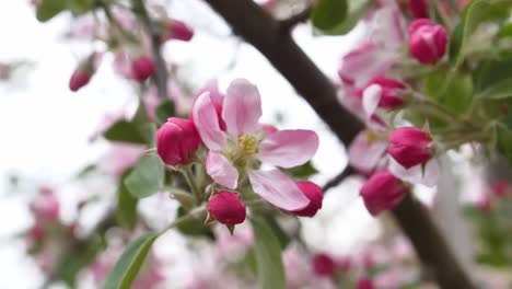 close up of pink blossoms of braeburn apple trees in may on a farm in south east england