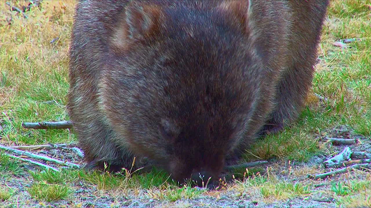 호주 3의 풀밭에서 풀을 뜯는 웜뱃