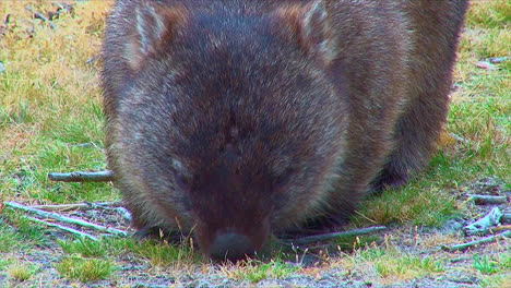 a wombat grazes on grass in australia 3