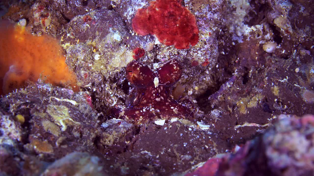 mototi ocellate pulpo lembeh indonesia 4k 25fps