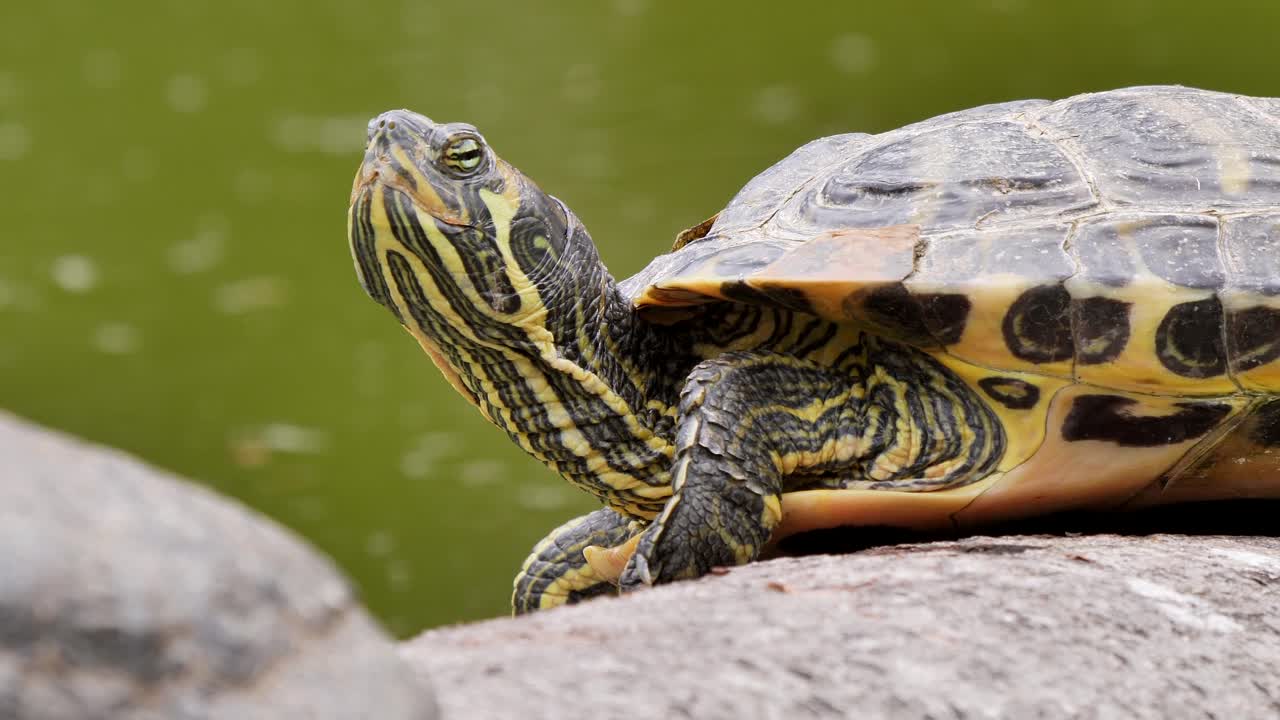 Close up shot of turtle stretches his neck up in the air beside natural lake during daytime