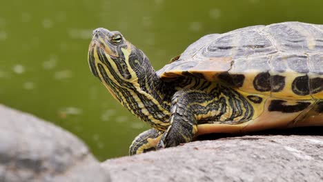 close up shot of turtle stretches his neck up in the air beside natural lake during daytime