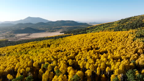 Panoramic-aerial-overview-of-goldenrod-leaf-canopy-of-quaking-aspens