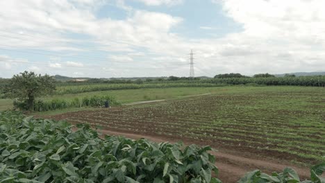 Tobacco-plantation,-Dominican-Republic.-Aerial-forward