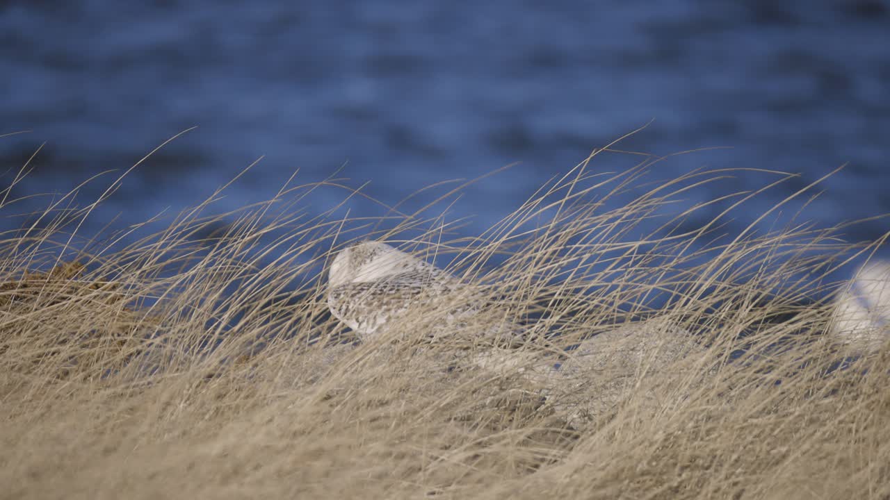 Snowy owl perched among tall golden grasses near blue water backdrop