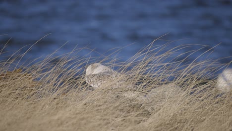 snowy owl perched among tall golden grasses near blue water backdrop