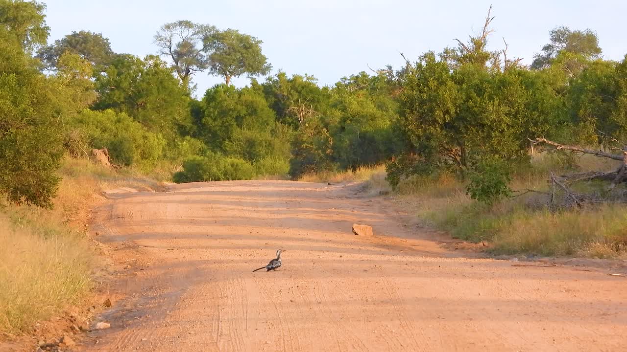 남쪽 황색 수염 어리 먼지가 비어있는 길에서 목욕, 아프리카 사바나