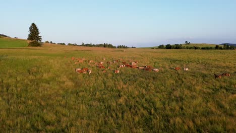 Vista-Cinematográfica-Desde-Un-Dron-Que-Gira-Alrededor-De-Un-Rebaño-De-Vacas-En-Un-Campo-Verde-En-El-Campo