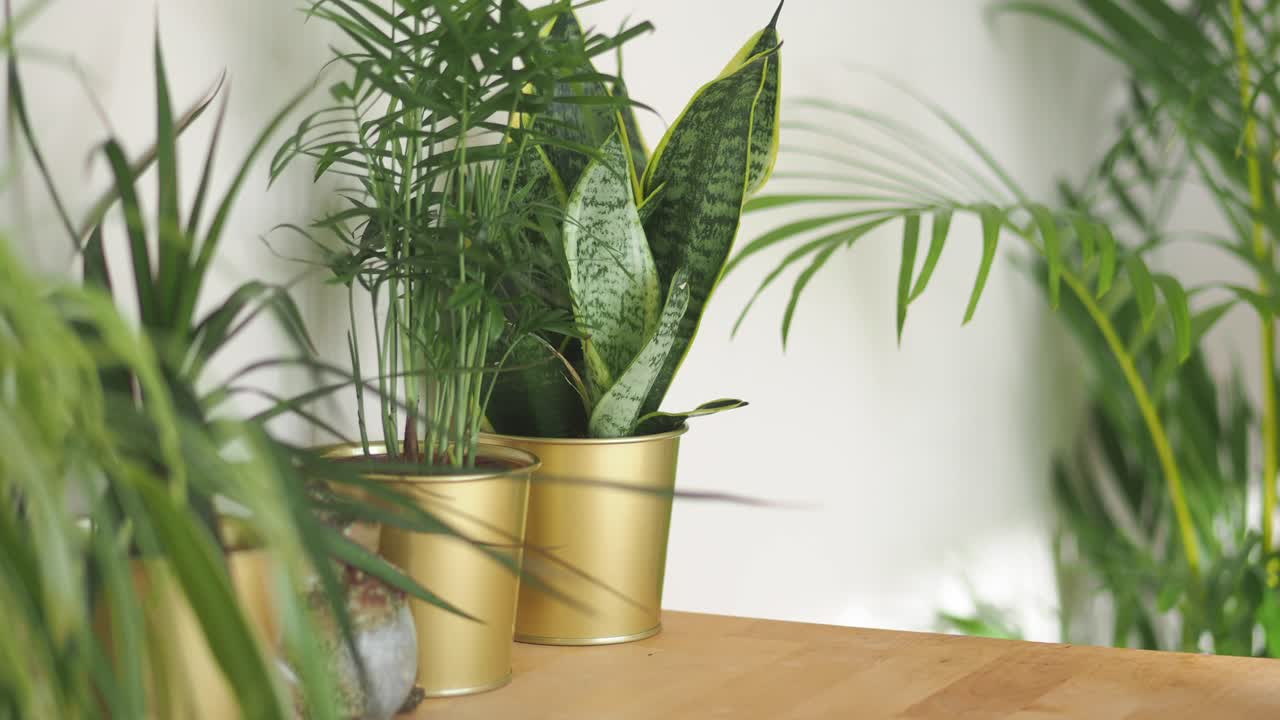 Plantas verdes em vasos em uma mesa de madeira contra uma parede branca
