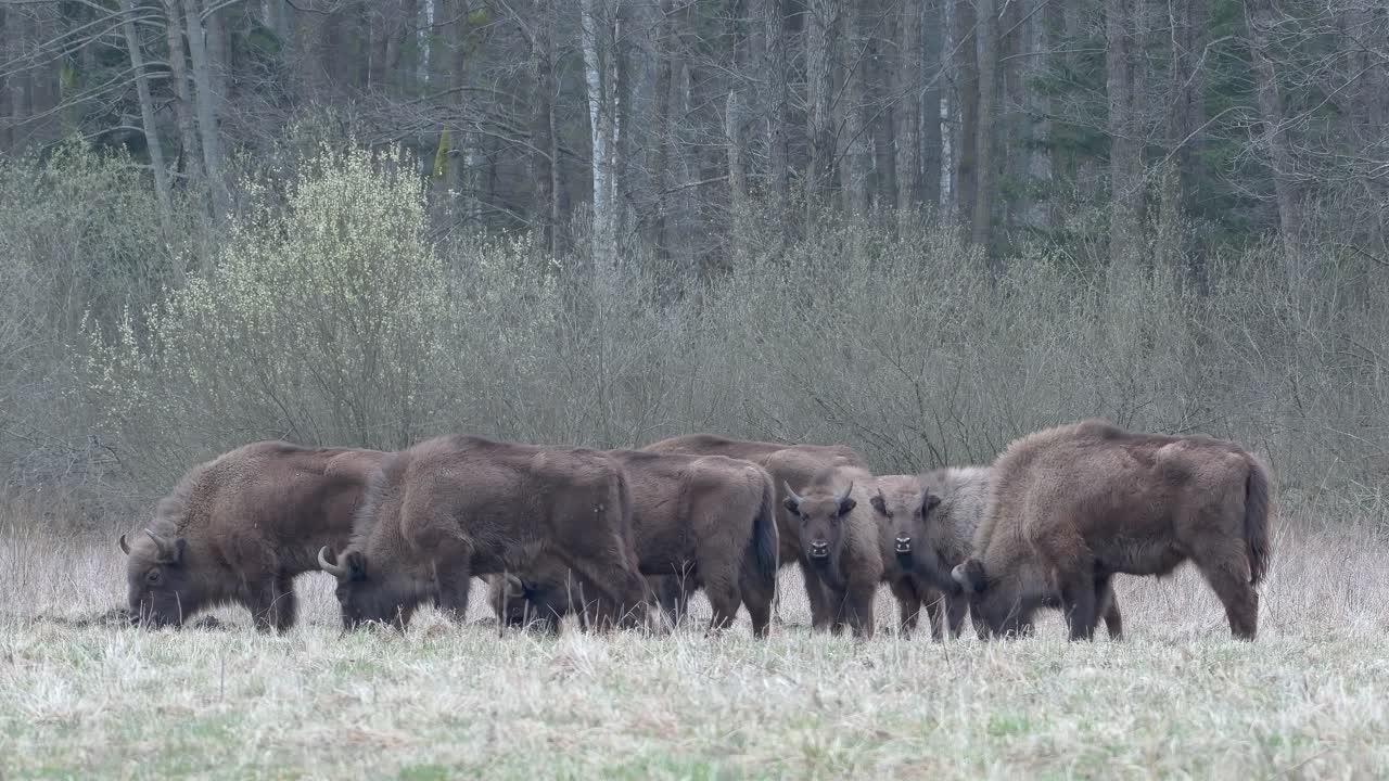 una manada de bisontes europeos salvajes caminando y pastando en el área del parque de białowieża