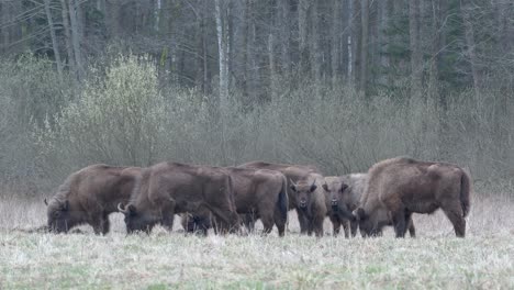 a herd of wild european bison walking and grazing in the białowieża park area