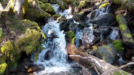 Wasser-Fließt-über-Bemooste-Felsen-Im-Wald-Des-Olympic-National-Forest