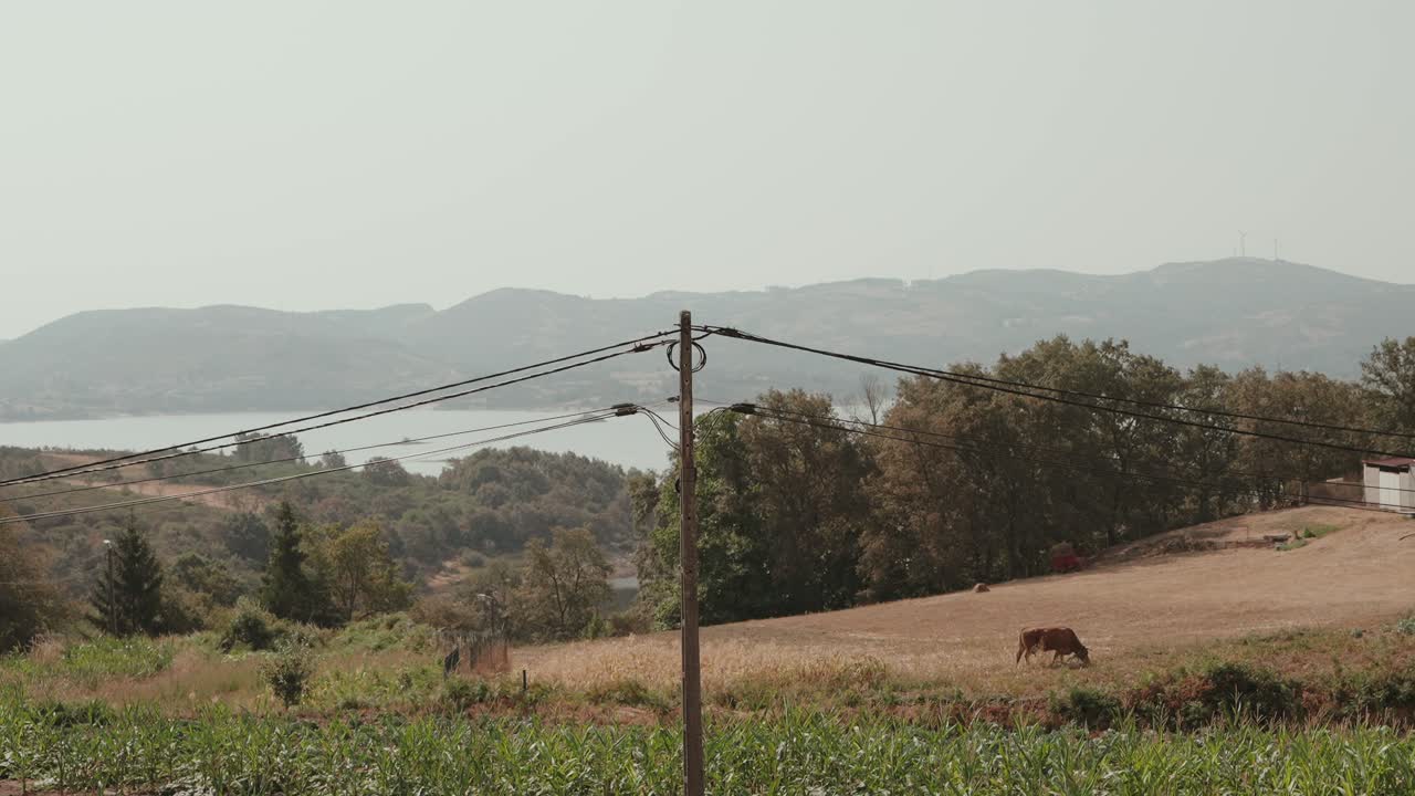 brown cow grazing on open field with trees hills and lake in background portugal