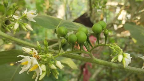 Berenjena-Cruda-De-Bayas-De-Pavo-O-Guisantes