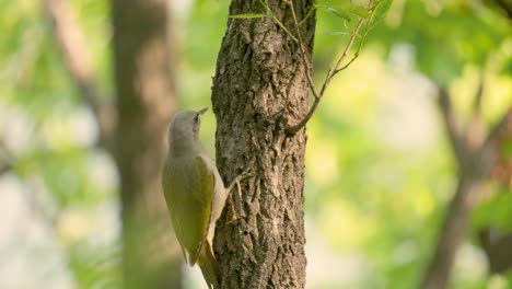 el pájaro carpintero de cabeza gris posado en un árbol en el bosque de primavera y salta al atardecer