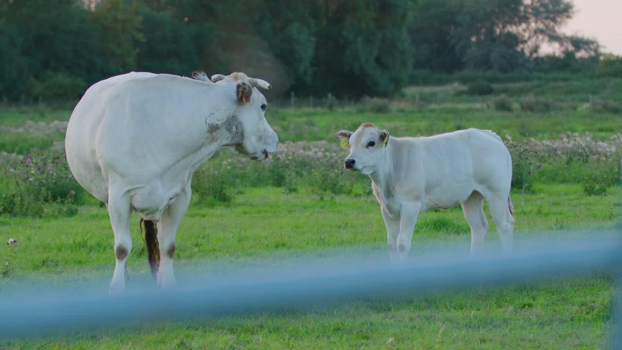 꽃 이 있는 아름다운 초록색 목초지 에 울타리 뒤 에 송아지 와 함께 가축화 된 소