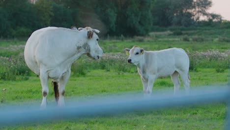 Domesticated-Cow-with-Calf-behind-fence-on-beautiful-green-pasture-with-flowers