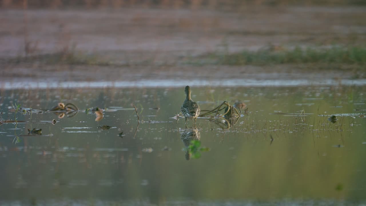 Green Winged Teal taking of from pond
