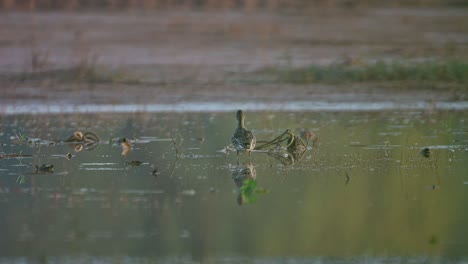 green winged teal taking of from pond