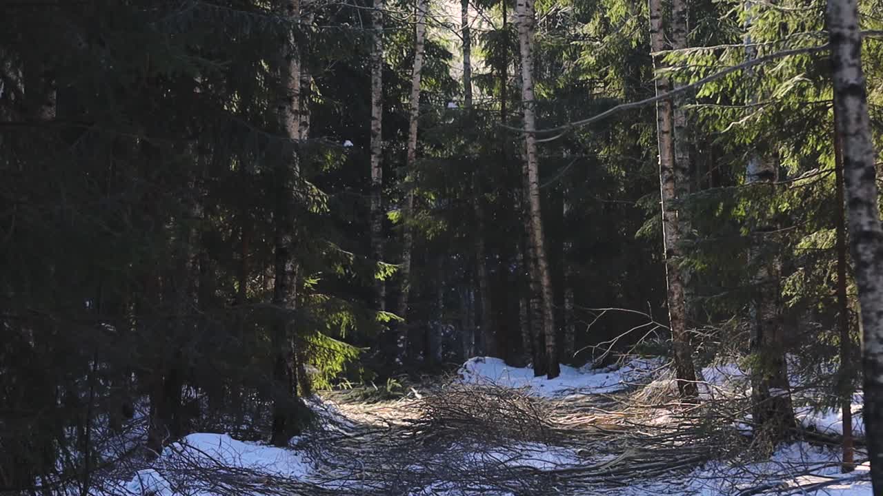 Luminen metsätie on täynnä kaatuneita oksia hakkuiden tai myrskyvaurioiden jäljiltä, ja se kulkee tiheiden havupuiden läpi kylmässä talvisessa valossa.