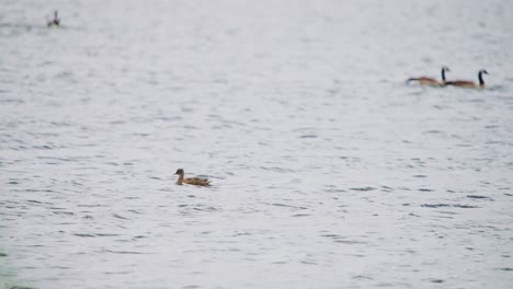 젊은 말라드 오리 (mallard duck) 가 그린 (groenland) 의 물 에서 머리를 떠다니며 느린 속도로 움직인다.