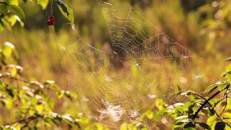 Raindrops-on-the-spider-web.-Cobwebs-in-small-drops-of-rain.