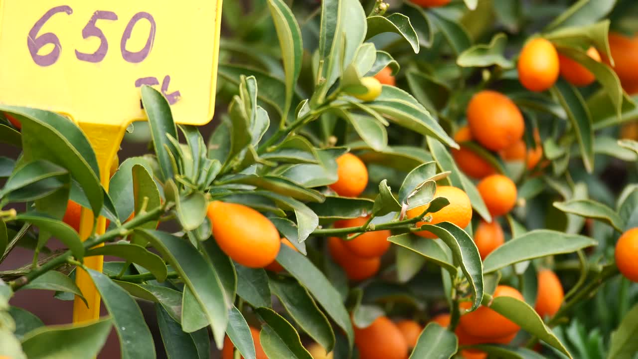 árbol de kumquat con frutos