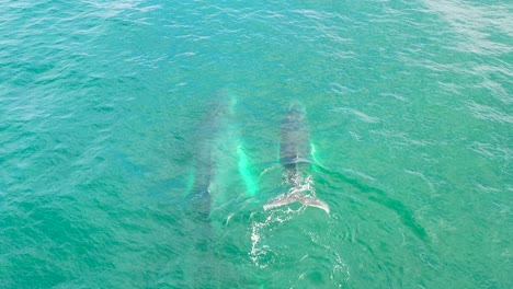 Un-Par-De-Ballenas-Jorobadas,-Su-Madre-Y-Su-Ballena-Nadando-Juntas-En-Mar-Abierto-Al-Sur-De-Chile-Patagonia,-Migran-A-La-Antártida