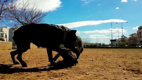 perros felices y saludables juguetones corro de caña afuera en un parque.
