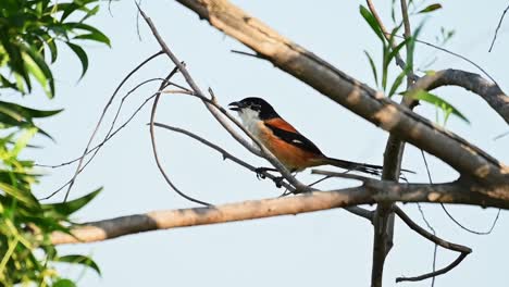 Long-tailed-Shrike,-Lanius-schach