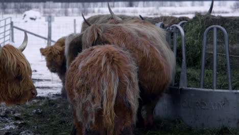 Schwenk-über-Ein-Hochlandrind-Im-Winter,-Das-Heu-Frisst