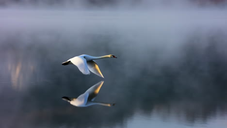 swan in flight over misty water