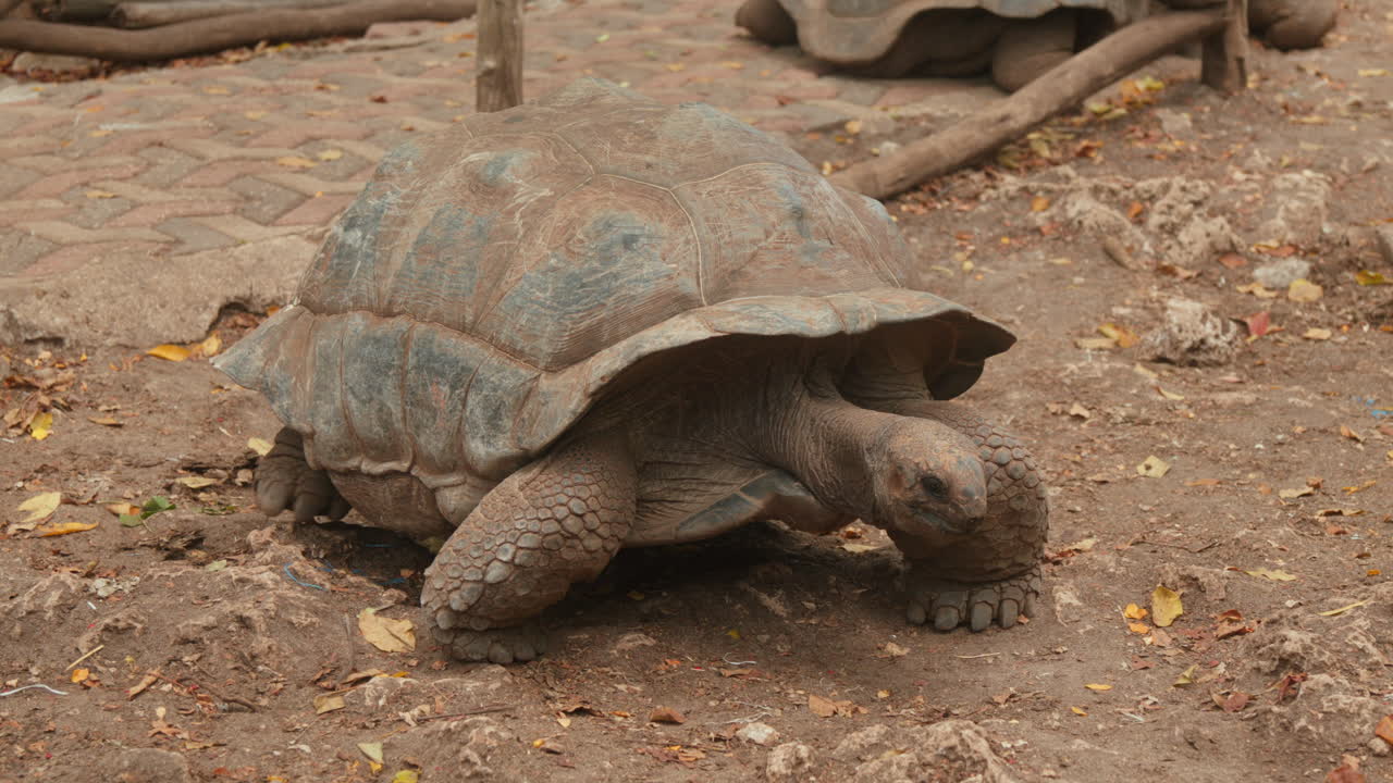 гигантская черепаха шатается по пыльной тропе.